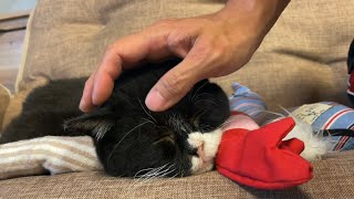 撫でるのをやめると薄目でこっち見てくるので離れられなくなってしまった