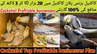 Cockatiel Parrot Business Plan in Urdu,Hindi l Cockatiel Business In Pakistan,India l Birds Business screenshot 5