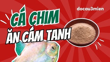 Cách Làm Mồi Câu Cá Từ Cám Tanh | Mồi câu cá chim | Đồ Câu 3 Miền