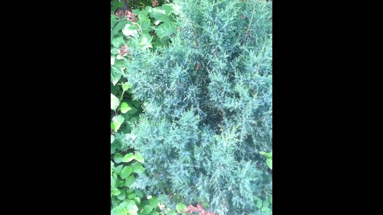 Kabbala; Cantheism - Kosher Porn/Angel Fractal For Rabbis - Divine Intervention; Chanukkah (pardes)