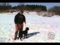 Gundog Training, Collar Whoa With Tom Waite (visit www.gundog-trainer.com ) Gundog Training, Collar Whoa With Tom Waite (visit www.gundog-trainer.com )