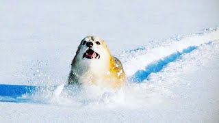 Dogs & Cats IN SNOW! (Cute & Funny Pets Compilation!) by Cute & Funny Animals 907 views 4 years ago 10 minutes, 19 seconds