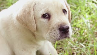 Ill Never Learn to Fetch @ConsumerFreedomVideo