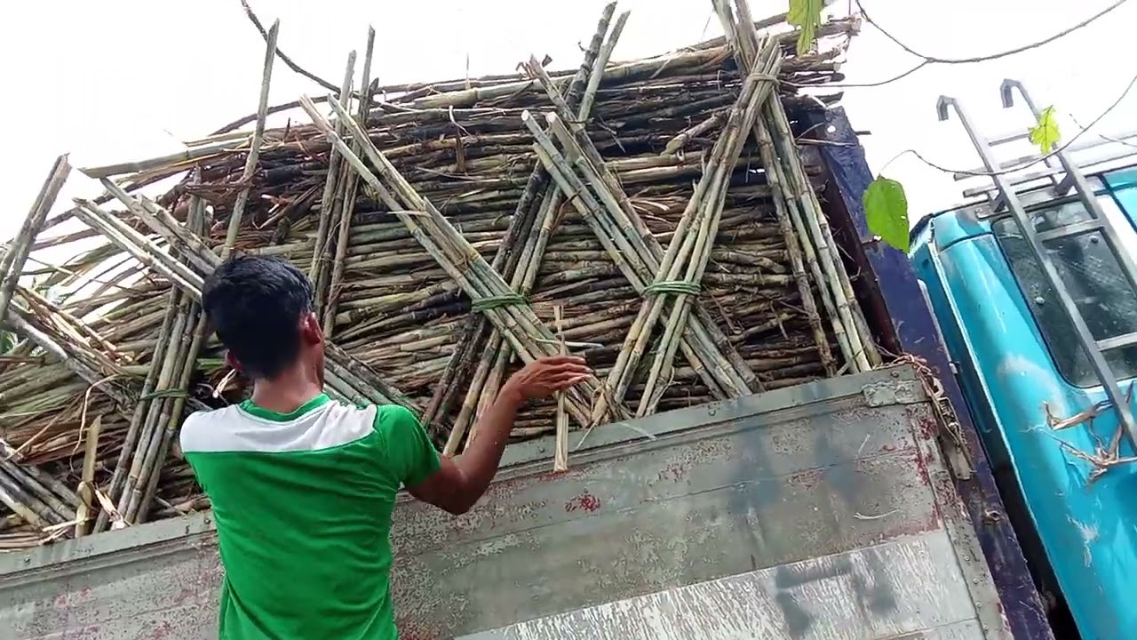 Kailangan tanggalin Ang mga tuyong dahon para malinis tignan #farming #myown 