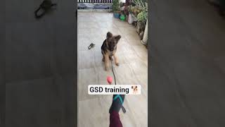 dog training jackythegermanshepherd #germanshepherd #training #shorts #trending#music #viral