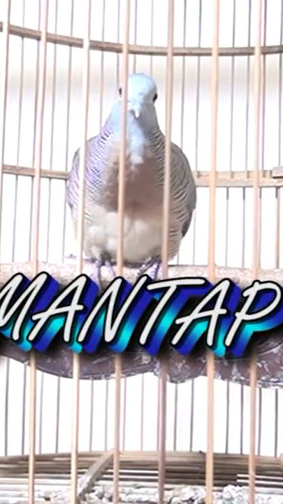 PERKUTUT BANGKOK SUARA RENYAH.