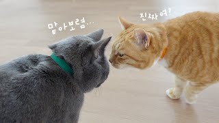 When A Lonely Cat Meets A Caring Cat