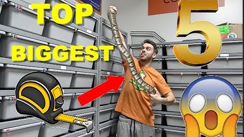 TOP 5 BIGGEST Ball Pythons! And More!