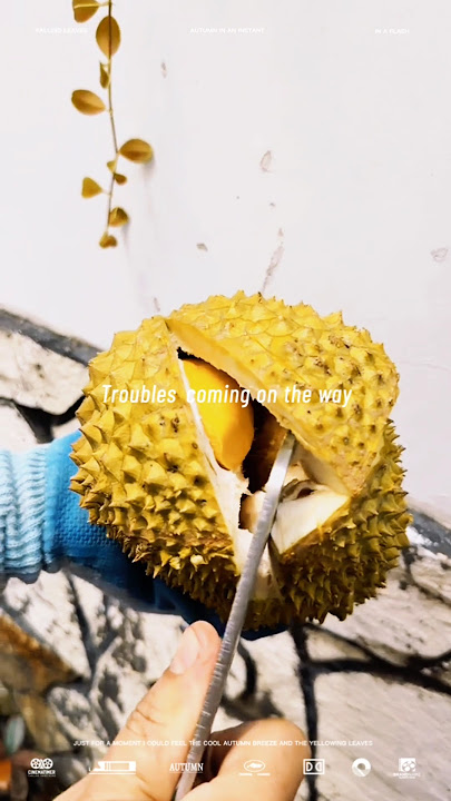 Khui sầu riêng ri6 #shortsfeed #viralvideo #saurieng #durian