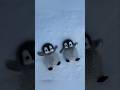 Two Penguins Are Too Cute Cute Adorable Pet Penguin Babyanimals Fluffy Cuteanimal 