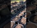 Planting Seeds &amp; Sprinkler Setup | New Season Gardening Guide