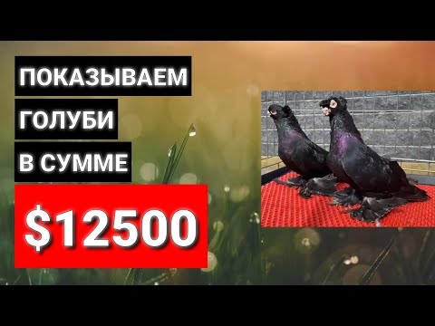 Кормим ГОЛУБЕЙ кайфуем, Узбекские двухчубые голуби. Uzbek pigeons / ПОКАЗЫВАЕМ ГОЛУБИ В СУММЕ 500