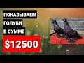 Кормим ГОЛУБЕЙ кайфуем, Узбекские двухчубые голуби. Uzbek pigeons / ПОКАЗЫВАЕМ ГОЛУБИ В СУММЕ $12500