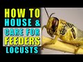 How to house and feed feeder Insects (locusts)