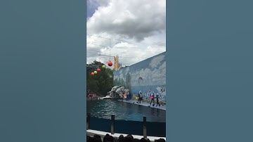 Show cá heo tại safari world Thái Lan