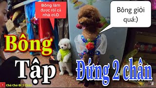 Chị hai Su xí xọn DẠY cho Bông bé bỏng tập ĐỨNG 2 CHÂN | Chú chó đi hai chân |dog walking on two leg