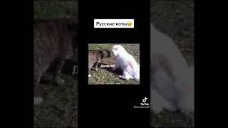 Русские Коты ))) ☀ Лучшие Приколы Tik-Tok ☀ #Shorts