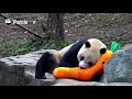 귀여워! 판다가 장난감 당근을 먹을 수 있다고 생각해 계속 갉아 먹어요. |CCTV 한국어방송