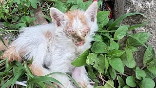 I found a crying kitten in this skinny, cold and hungry kitten lying on the wet grass. Animal rescue