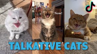 TALKATIVE CATS