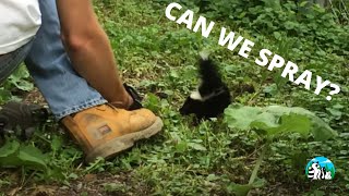 Baby Skunks On The Loose!