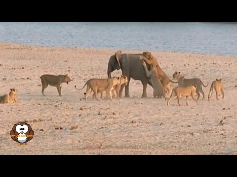 Video: Bisakah Kebanggaan Singa Memakan Gajah