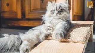 Teng Tolo Teng  Dj Canon Rock  Song Tik Tok | #DuskMusic