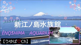 【絶景】富士山が望める、新江ノ島水族館の今をご紹介♡の巻。