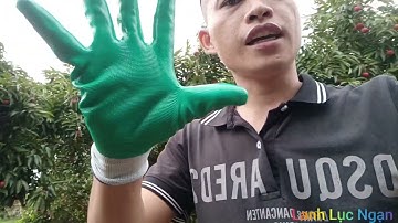 Toàn cảnh thu hái chuyến vải thiều  Lục Ngạn Bắc Giang đầu tiên của gia đình Lanh Lục Ngạn