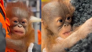 Download lagu Meet Weila: Hogle Zoo’s Tiny Miracle Orangutan 🧡