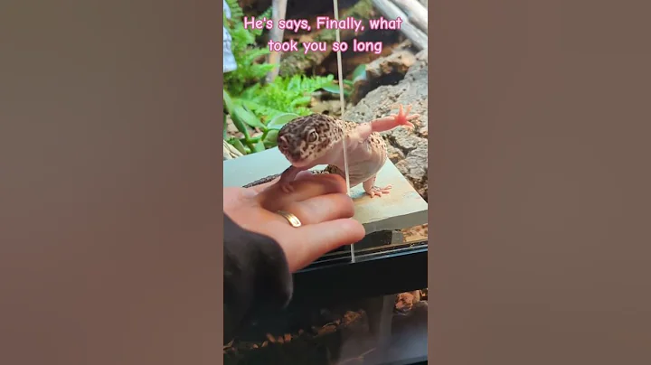 He makes me feel so wanted🥰🤗 #leopardgecko #gecko #adorablepets #reptiles #lizards - DayDayNews