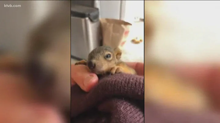 Kuna couple adopts a squirrel