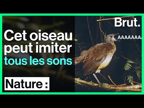 Vidéo: Quel oiseau émet un trille ?