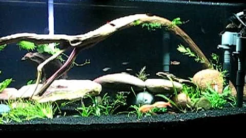 75 gallon with river manifold