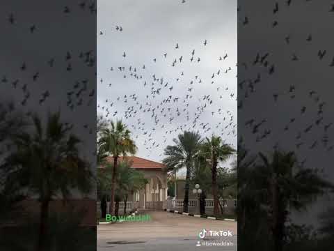 يارب رجع كل غائب