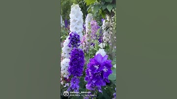 Ostróżka Delphinium 💜💜 Kompozycje z Gaurą 🤗