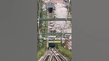 What Is Definitely Not A Sign Of Intelligence But People Think It Is Reddit Redditstories 