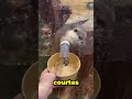 Cette fille a apporté de la glace à la loutre 🤯❤️