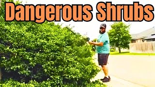 Sidewalk is UNUSABLE: Taming Overgrown Shrubs