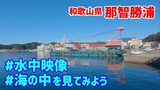 【水中映像】南紀勝浦　海の中を見てみよう！撮影中の心の中をつぶやきます〜和歌山県那智勝浦〜