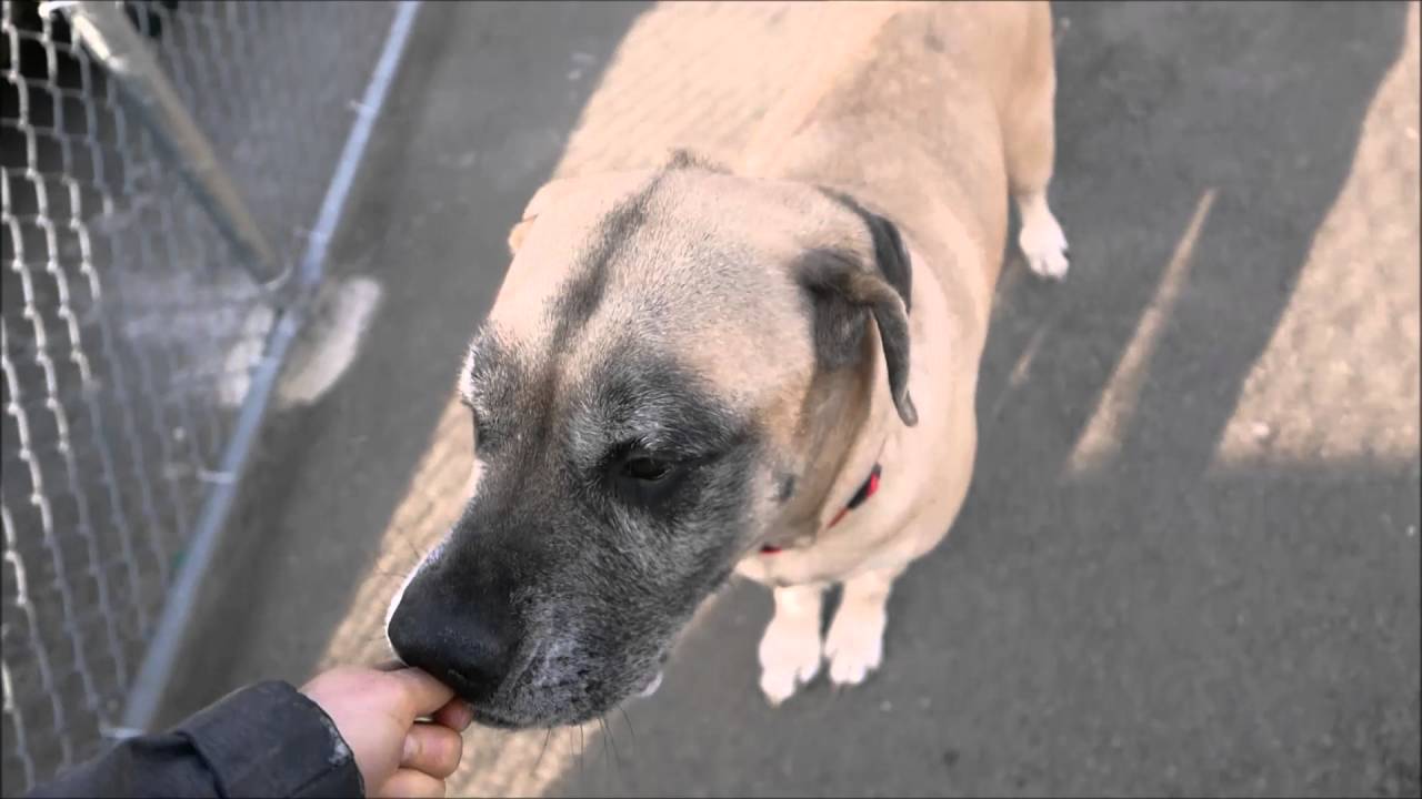 Dakota - A1070935 - Brooklyn ACC camera iphone 8 plus apk