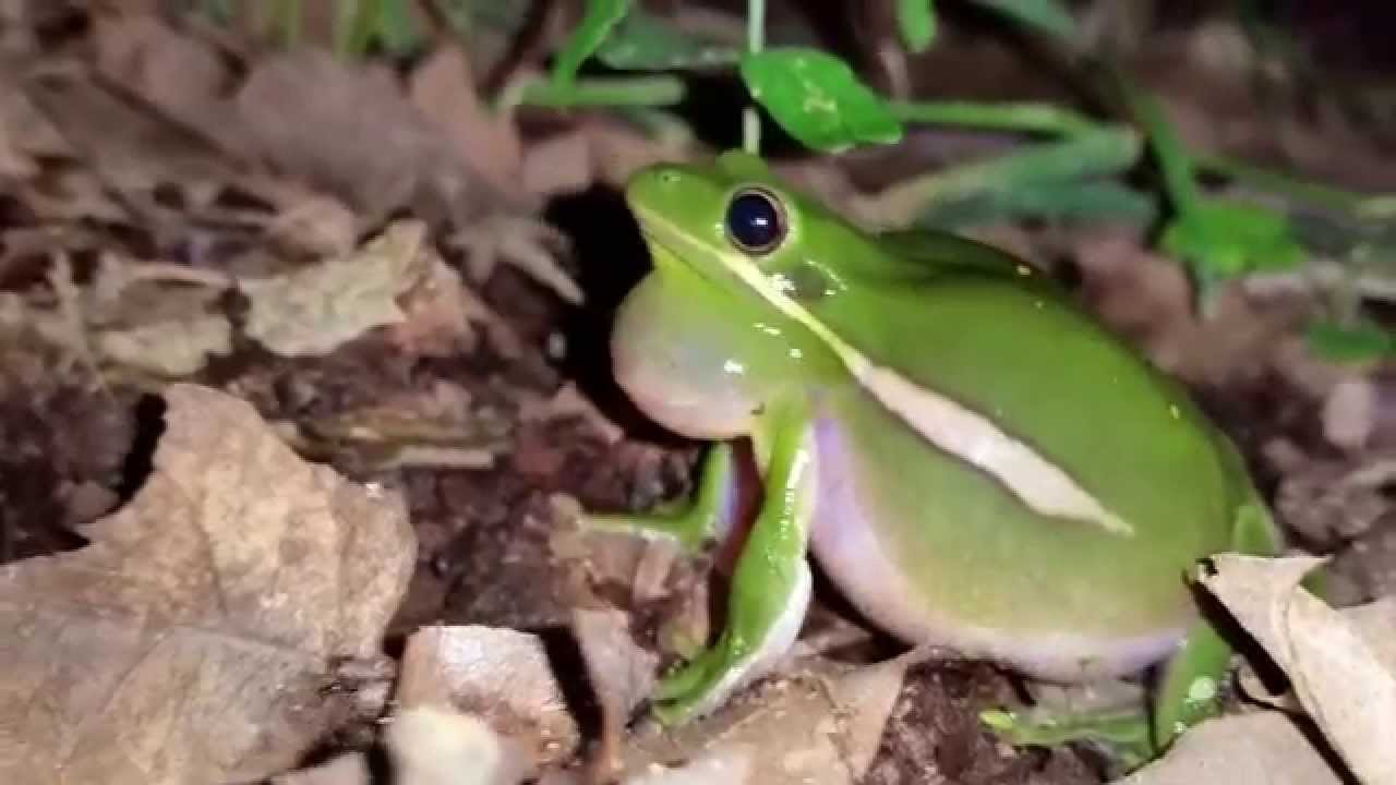 nature kpop American Green Tree Frog