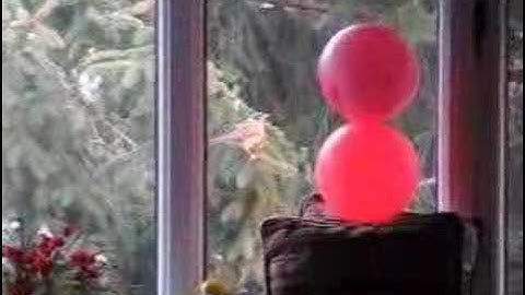 Dumb Bird Flying into Window - Part Three