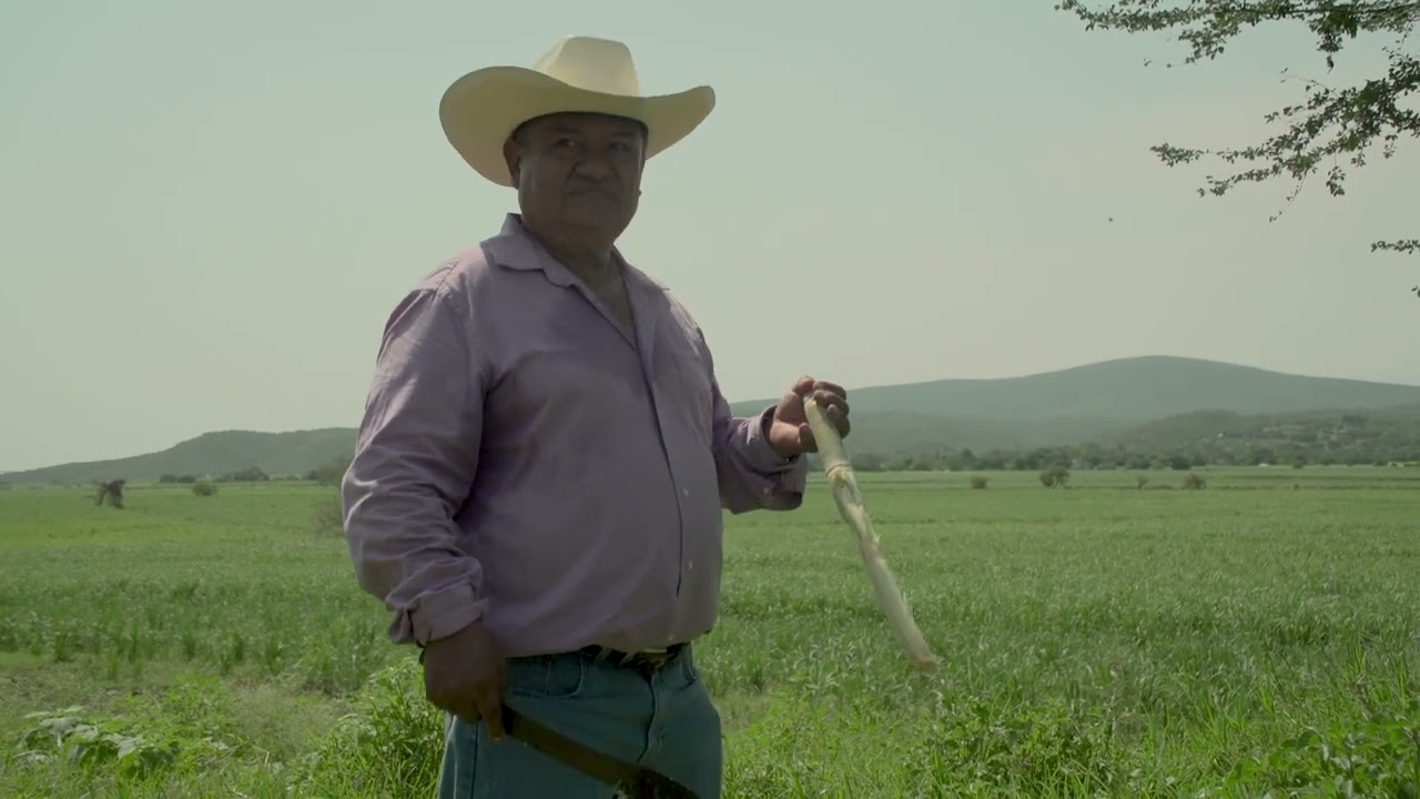 Alonso Tapia, productor de caña de azúcar