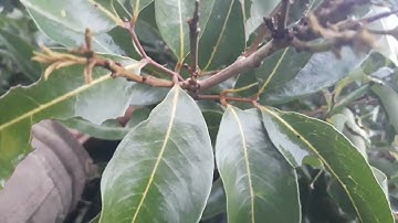 mưa gió đi thăm mấy cây vải thanh hà ghép gốc vải thiều