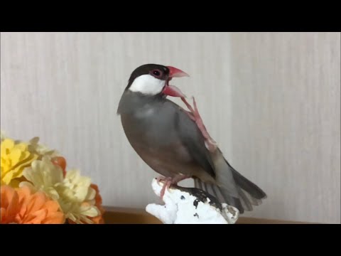 文鳥のお顔カキカキ (スロー)