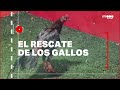 SALVADO POR LOS PERROS - ROBÓ CON UN ARMA DE JUGUETE - #REC