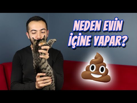 KEDİM TUVALETİNİ EVİN İÇİNE YAPIYOR! (Kediler Neden Kum Kabının Dışına Tuvaletini Yapar?)