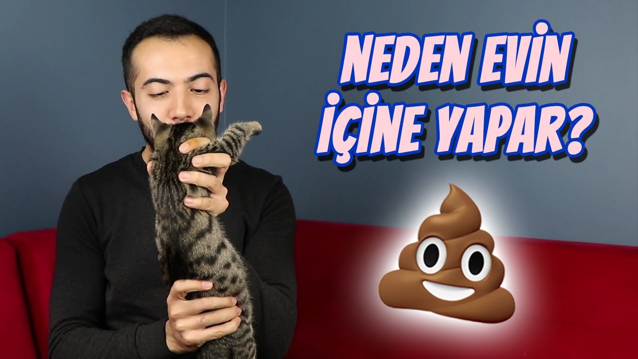 Kedim Tuvaletini Evin Icine Yapiyor Kediler Neden Kum Kabinin Disina Tuvaletini Yapar Youtube