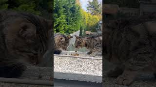 Manzaraya Karşı Ziyafet Sokak Kedilerinin Keyif Dolu Yemek Molası